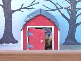 groundhogs, Punxsutawney Phil, facts, weather forecasters