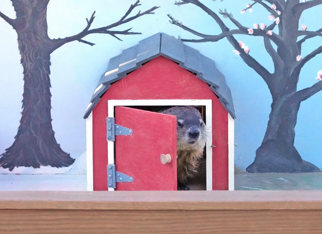 Gordy, a groundhog at the Milwaukee County Zoo, peeks his head out while making his annual Groundhog Day appearance in 2023.