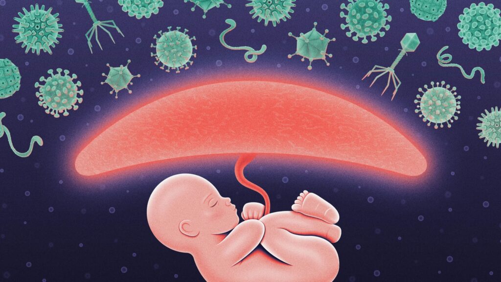The Placenta Uses Immune System Hacking During Pregnancy to Protect the Fetus