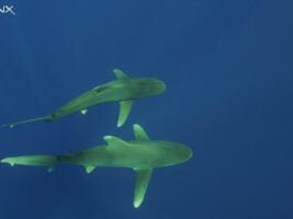 Shark attacks, fatal attacks, surfers, shark research, ocean safety, water sports