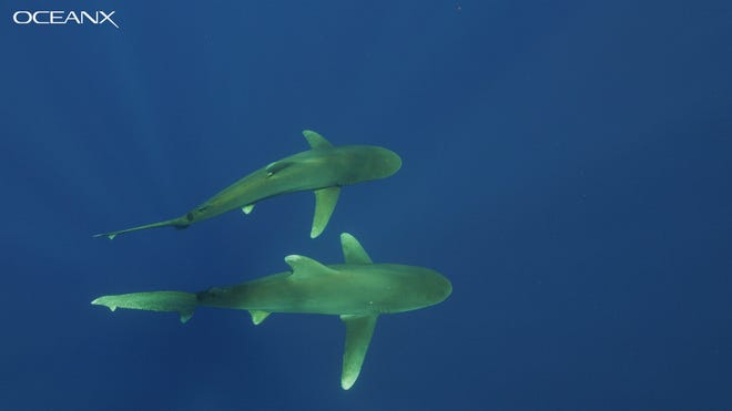 Scientists aboard OceanX Alucia research vessel capture oceanic whitetip shark courtship