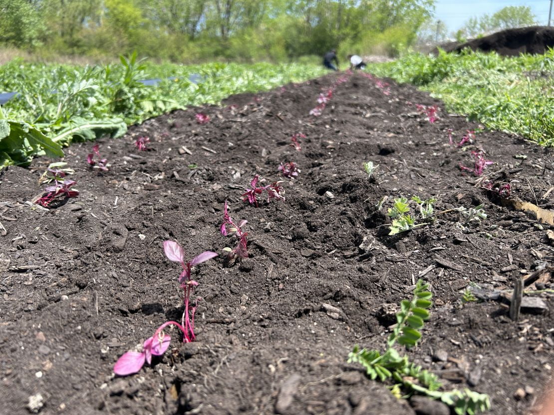 Chicago Eco House's farm team participants are seen working the soil of a vacant lot.