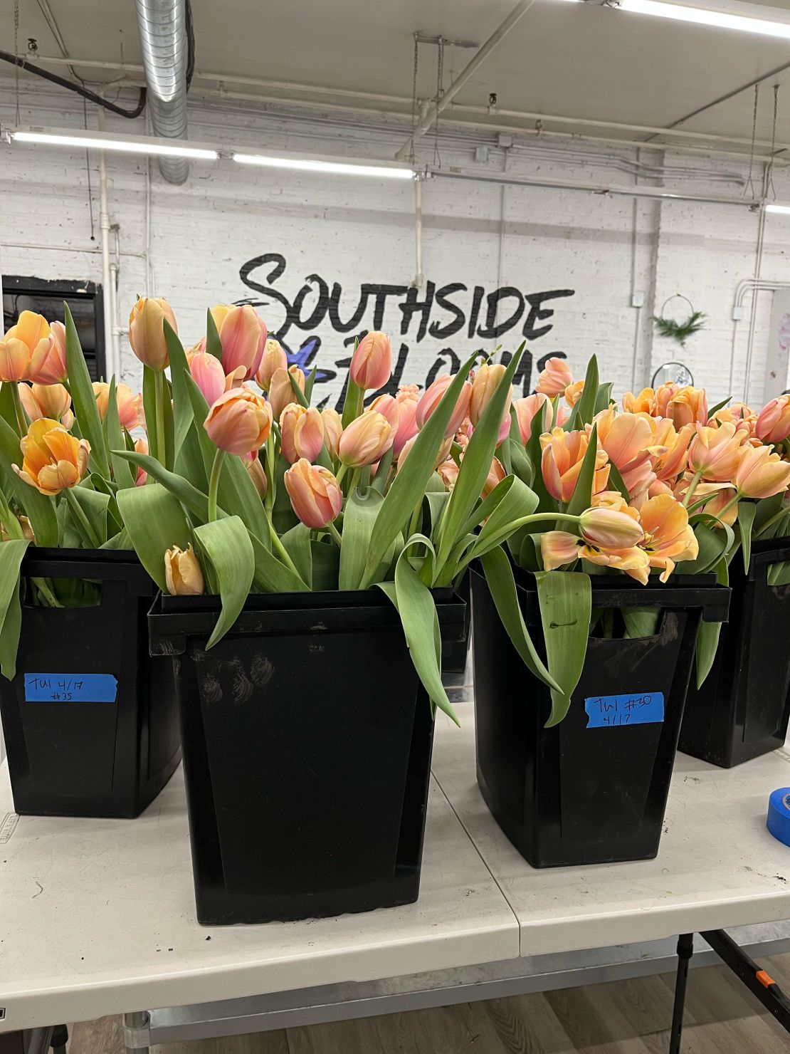 Dozens of tulips await to be arranged at the Southside Blooms floral shop in Englewood, Chicago, Illinois.