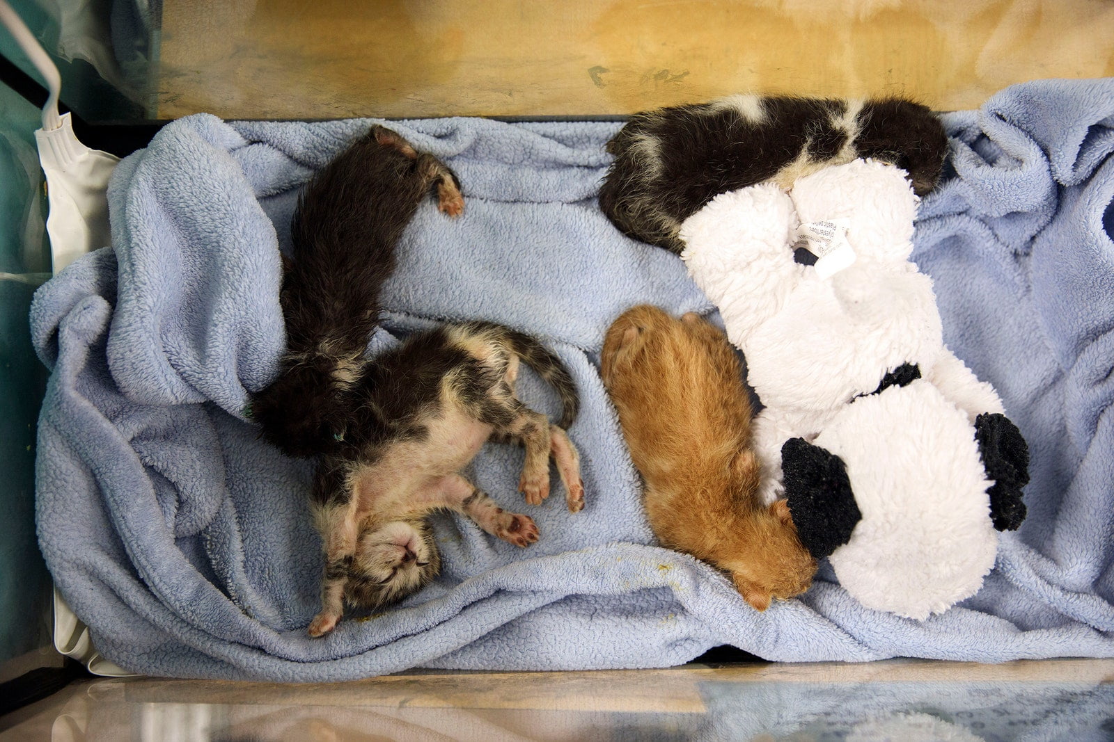Unweaned kittens rest inside terrarium