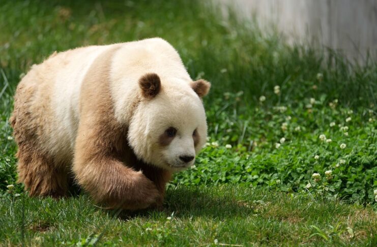 Brown pandas, genetic mutation, natural variation, coat color, scientific research, conservation efforts