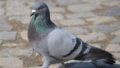 Security was intensified after a pigeon carrying a threat letter to blow up the Jammu train station was apprehended close to the Indo-Pak border