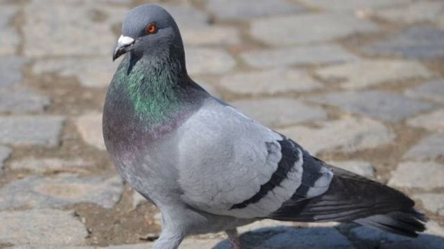 Pigeon carrying threat letter Jammu