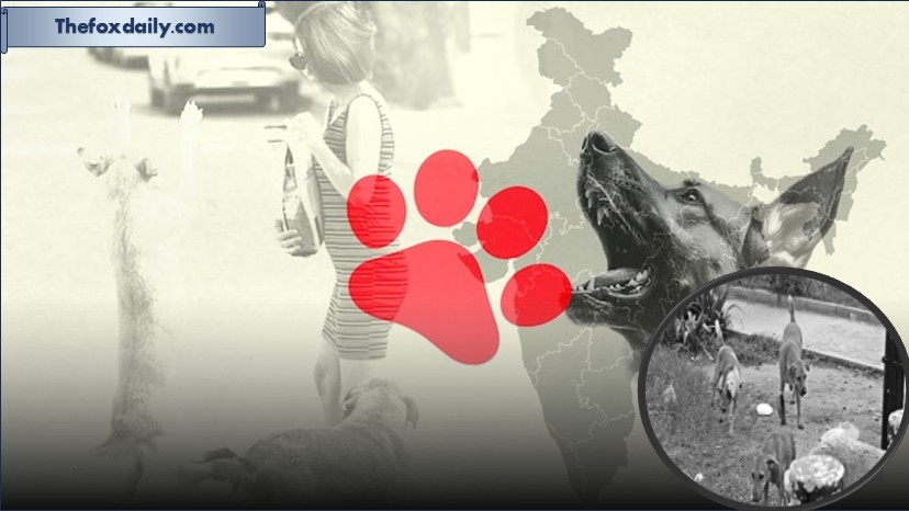 From streets to shelters: SC acts on Delhi-NCR stray dogs, stats explain why