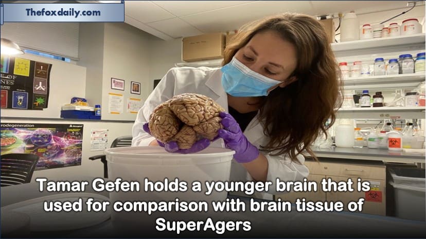 Tamar Gefen holds a younger brain that is used for comparison with brain tissue of SuperAgers