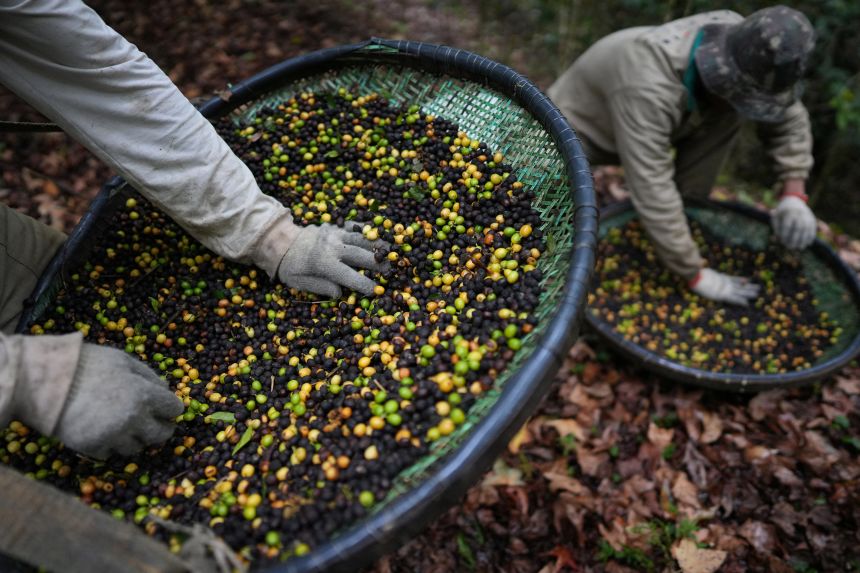 Jonas Alves, 25 (R) and Carlos Santos, 58, pick leaves and sticks from freshly harvested coffee cherries at the Camocim coffee farm in Pedra Azul, Brazil, September 24, 2025.