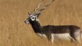 Mysterious Deaths of Ten Blackbucks Raise Alarm at Jamshedpur’s Tata Steel Zoological Park