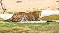 How an Odisha Youth Survived a Leopard Attack: A Midnight Knock and a Deadly Fight