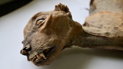 Some 1,800-year-old mummified cheetahs were discovered in Saudi caves.