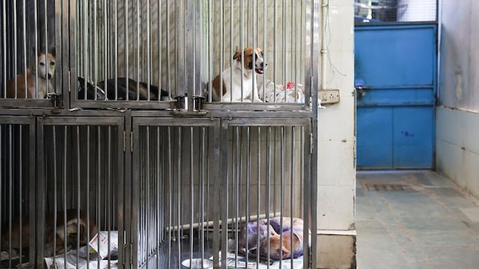 telangana street dogs killing poll promises 1500 killed in one month gram panchayat elections