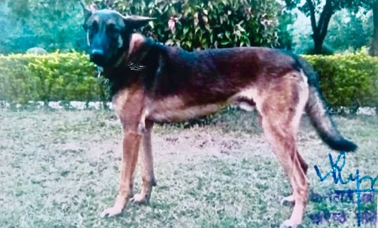 Axel was given a military burial by the Army. He was laid to rest in Jammu and Kashmir's Pattan. 