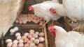 Saudi Arabia Bans Poultry Imports from India and 39 Other Countries Over Avian Influenza Concerns