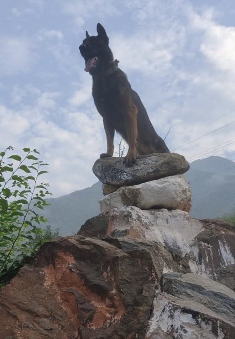 Zoom was a highly trained Belgian Malinois. He was a veteran of multiple counter-terror operations.
