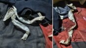 Snake skin left behind as woman flees with lover.
