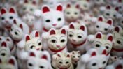 ‘Catnomics’ in Japan: How the Country’s Obsession With Cats Became a Multi-Billion-Dollar Cultural and Economic Powerhouse