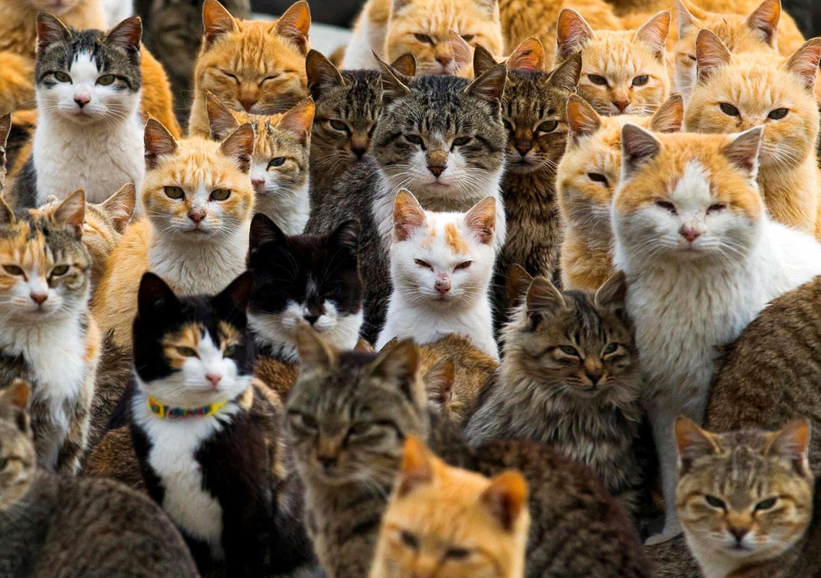 Yanaka Ginza, a neighbourhood in north-east Tokyo, is seeing a tourism boom fuelled by its historical association with cats, Japan’s most popular pet.