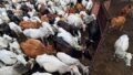 Calcutta High Court Upholds Cow Slaughter Ban Ahead of Eid al-Adha in West Bengal