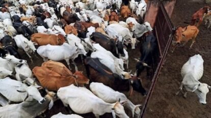The Calcutta High Court refused to stay the West Bengal government's notification regulating cattle slaughter ahead of Eid-ul-Azha.