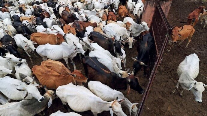 The Calcutta High Court refused to stay the West Bengal government's notification regulating cattle slaughter ahead of Eid-ul-Azha.