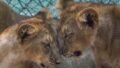 Kuno Lion Relocation Demand Revives During President Murmu’s Visit: Why Asiatic Lions Matter