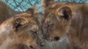 Kuno Lion Relocation Demand Revives During President Murmu’s Visit: Why Asiatic Lions Matter