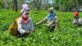 West Bengal Tea Industry Reforms 2026: Tea Workers Board, Welfare Schemes and New Land-Use Rules Explained