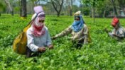 West Bengal Tea Industry Reforms 2026: Tea Workers Board, Welfare Schemes and New Land-Use Rules Explained