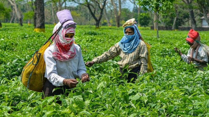 tea workers