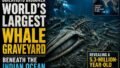 Scientists Discover World’s Largest Whale Graveyard Beneath the Indian Ocean, Revealing a Lost Ecosystem Millions of Years Old