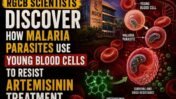 RGCB Scientists Discover How Malaria Parasites Use Young Blood Cells to Resist Artemisinin Treatment