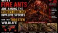 Why Fire Ants Are Considered Among the Cruelest Invasive Species on Earth