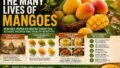 The Many Lives of Mangoes: History, Regional Varieties, Timeless Recipes and Why India’s Favourite Fruit Is More Than Just a Summer Treat