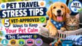 Taking Your Pet on a Summer Trip? Vet Shares 5 Ways to Reduce Travel Stress Safely