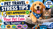 Taking Your Pet on a Summer Trip? Vet Shares 5 Ways to Reduce Travel Stress Safely