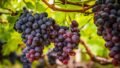 Why Scientists Are Sending Texas Grape Seeds to the International Space Station and What It Could Mean for the Future of Farming