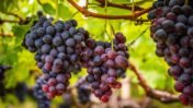 grape seeds, space ,scientists
