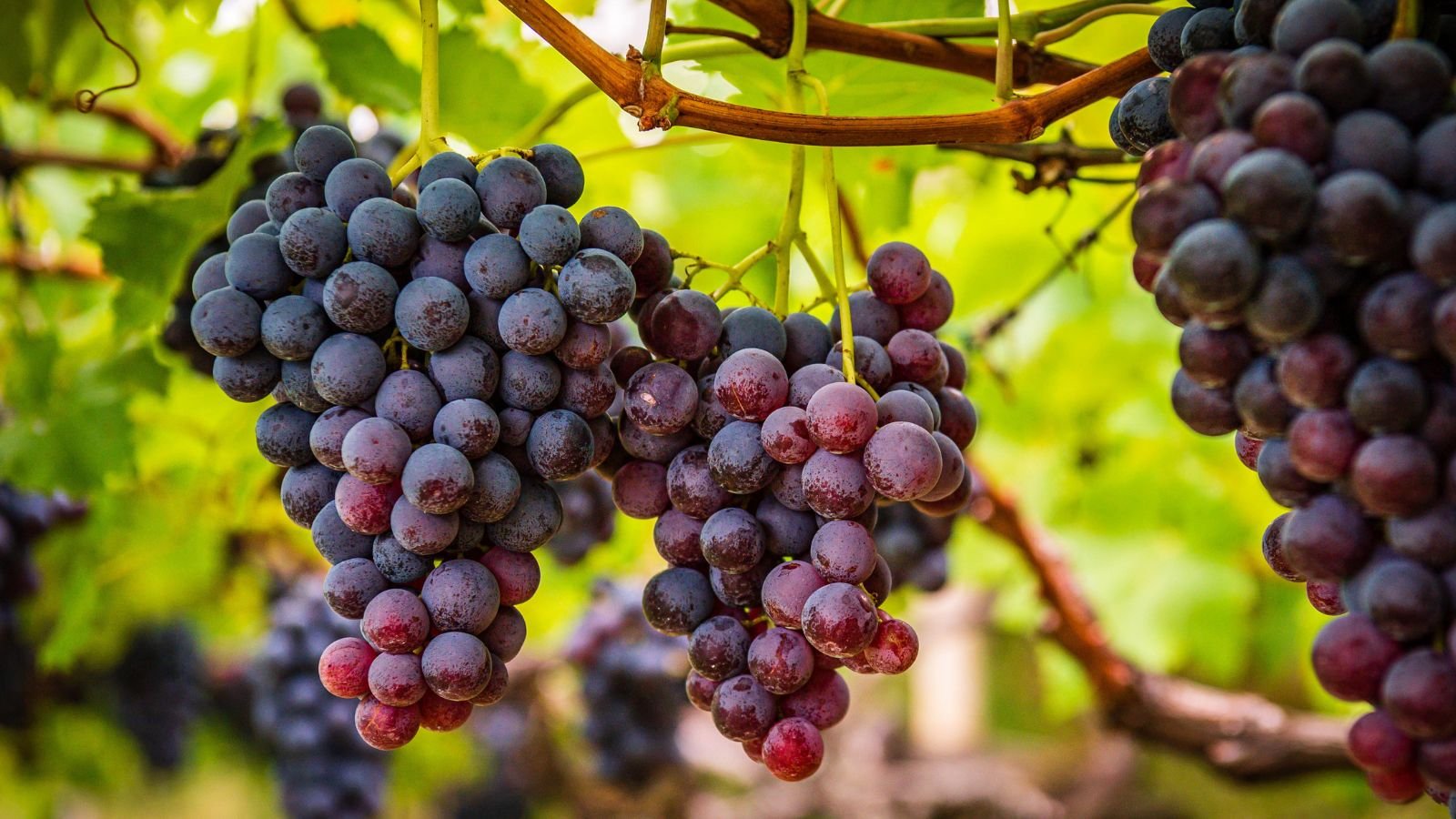 grape seeds, space ,scientists