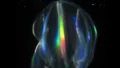 Clytia hemisphaerica Jellyfish Healing Explained: Why This Transparent Jellyfish Can Heal Wounds in Minutes Without Scars