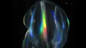 Clytia hemisphaerica Jellyfish Healing Explained: Why This Transparent Jellyfish Can Heal Wounds in Minutes Without Scars