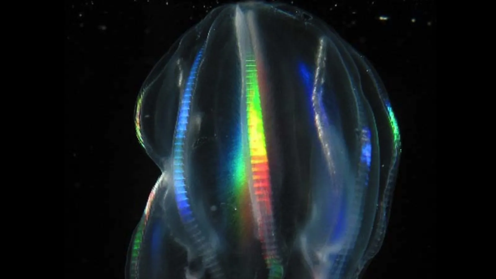 Clytia hemisphaerica Jellyfish Healing Explained: Why This Transparent Jellyfish Can Heal Wounds in Minutes Without Scars