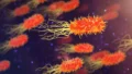 Legionnaires’ Disease Outbreak in New York City: Symptoms, Causes, Risk Factors, Prevention, and What the Fourth Death Means