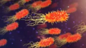 Legionnaires’ Disease Outbreak in New York City: Symptoms, Causes, Risk Factors, Prevention, and What the Fourth Death Means