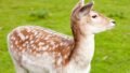 5 Animals That Can Detect Human Lies: The Science Behind Nature’s Truth Sensors