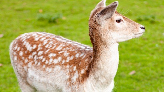 5 Animals That Can Detect Human Lies: The Science Behind Nature’s Truth Sensors