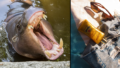 Pygmy Hippos Make Their Own Sunscreen: The Science Behind Nature’s Ultimate Skin Protection System