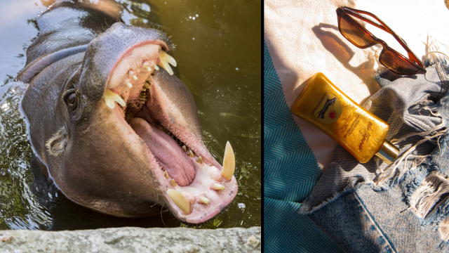Pygmy Hippos Make Their Own Sunscreen: The Science Behind Nature’s Ultimate Skin Protection System